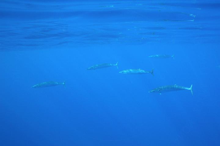 Mergulho 075.JPG